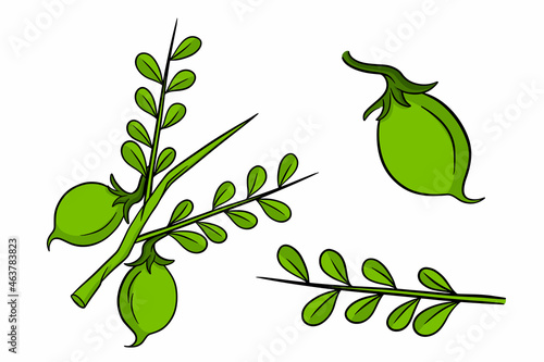A set of chickpeas. Fresh chickpeas on a twig with leaves.