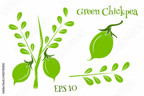 A set of chickpeas. Fresh chickpeas on a twig with leaves.