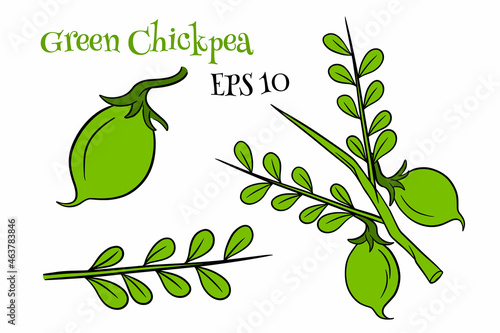 A set of chickpeas. Fresh chickpeas on a twig with leaves.