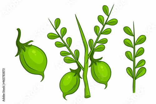 A set of chickpeas. Fresh chickpeas on a twig with leaves.