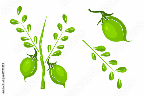 A set of chickpeas. Fresh chickpeas on a twig with leaves.