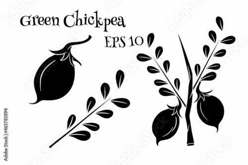 A set of chickpeas. Fresh chickpeas on a twig with leaves.