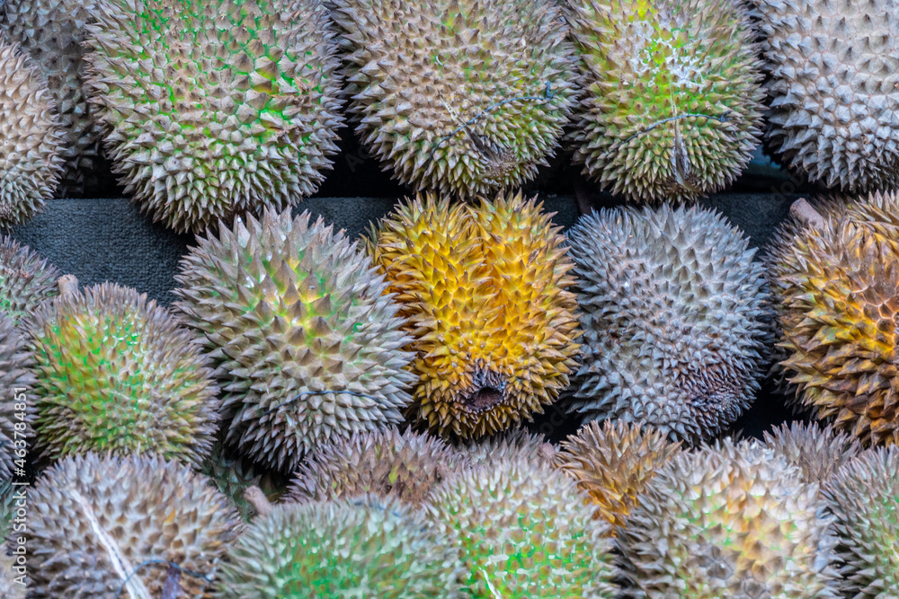 The Durians Fruit The Durians Fruit
