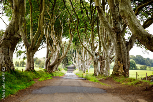 Spectacular Dark Hedges in County Antrim, Northern Ireland on cloudy foggy day. Avenue of beech trees along Bregagh Road between Armoy and Stranocum. Empty road without tourists photo