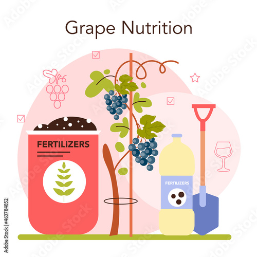 Wine production concept. Grape tree selection and cultivation.