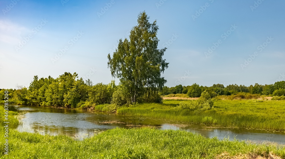 Fototapeta premium Landscape with river, birch, trees, shrubs and grass against blue sky in summer