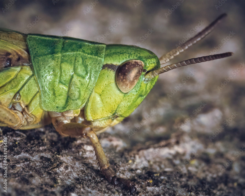grasshopper on a rock grasshopper on a rock