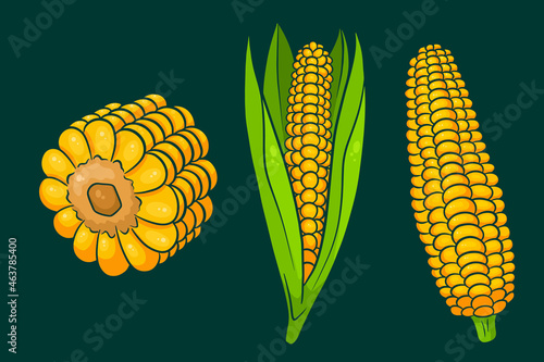 Corn set. Fresh corn cobs with and without leaves.