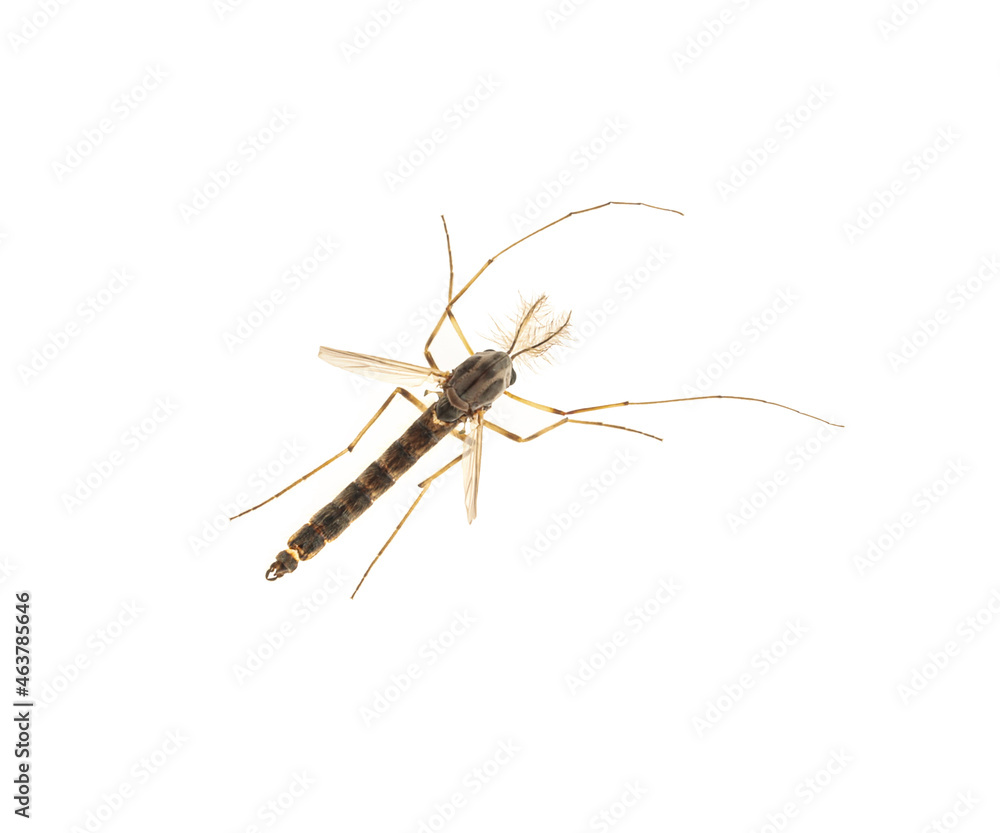 Closeup view of mosquito on white background Closeup view of mosquito on white background