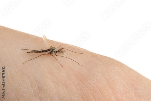 Mosquito on human's skin against white background, closeup photo