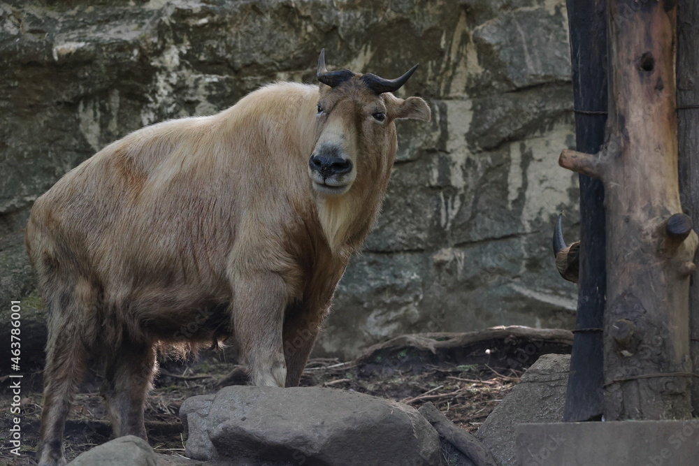 Obraz premium ゴールデンターキン