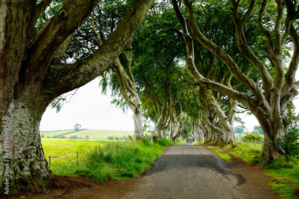 Fototapeta premium Spectacular Dark Hedges in County Antrim, Northern Ireland on cloudy foggy day. Avenue of beech trees along Bregagh Road between Armoy and Stranocum. Empty road without tourists