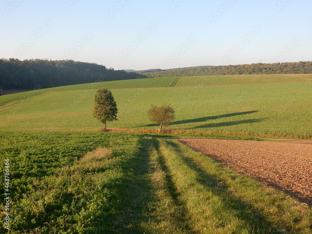 gentle slopes with green fields and lone trees in autumn, Waldbrunn, Franconia, Bavaria, Germany