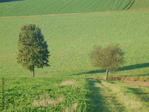 gentle slopes with green fields and lone trees in autumn, Waldbrunn, Franconia, Bavaria, Germany photo