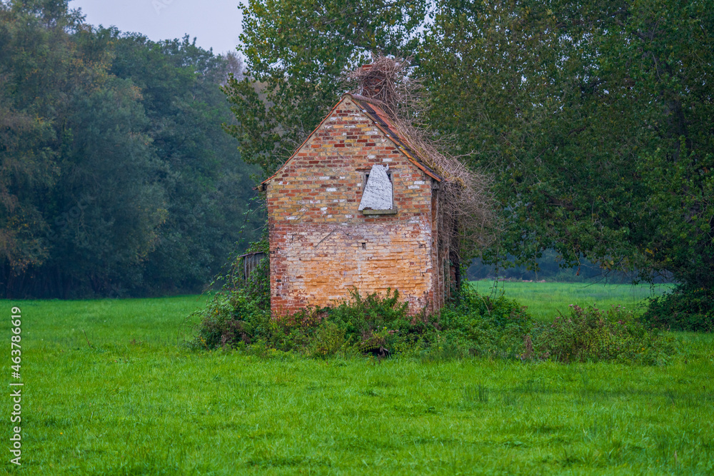 Obraz premium old derelict farm building barn covered in decayed and dried vegetation isolated in a field