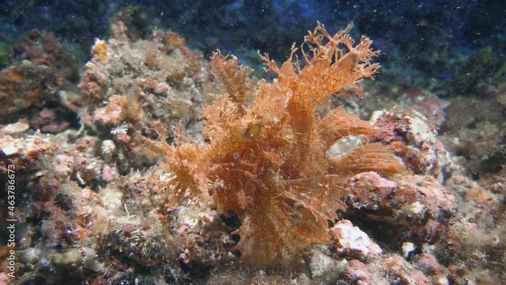 weedy scorpionfish also known as rhinopias frondosa moves slowly over coral reef, side view reveals fake eyes under the actual eyes to deceive enemies and prey weedy scorpionfish also known as rhinopias frondosa moves slowly over coral reef, side view reveals fake eyes under the actual eyes to deceive enemies and prey