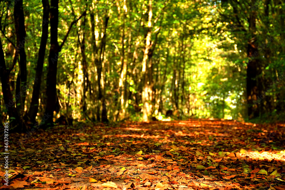 Obraz premium autumnal colored leaves on a forest way in backlit