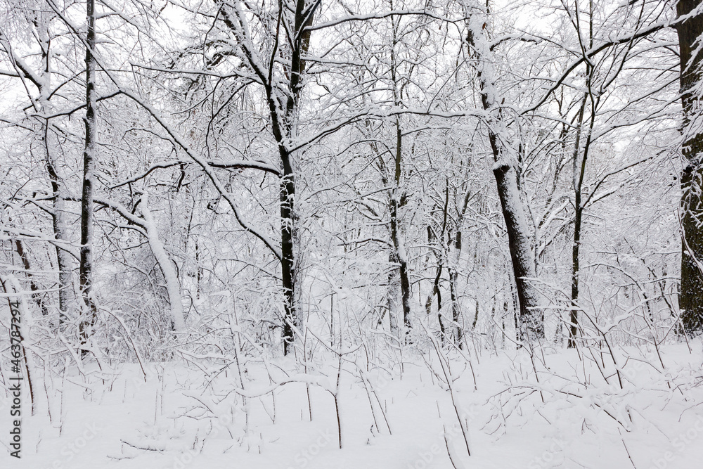 trees in the winter season on the territory of the park trees in the winter season on the territory of the park