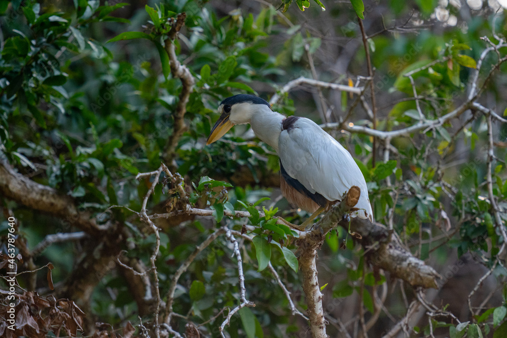 The boat-billed heron (Cochlearius cochlearius) The boat-billed heron (Cochlearius cochlearius)