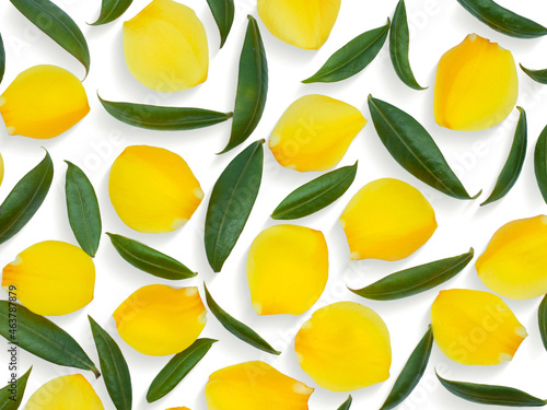 Allamanda cathartica flowers isolated on white background