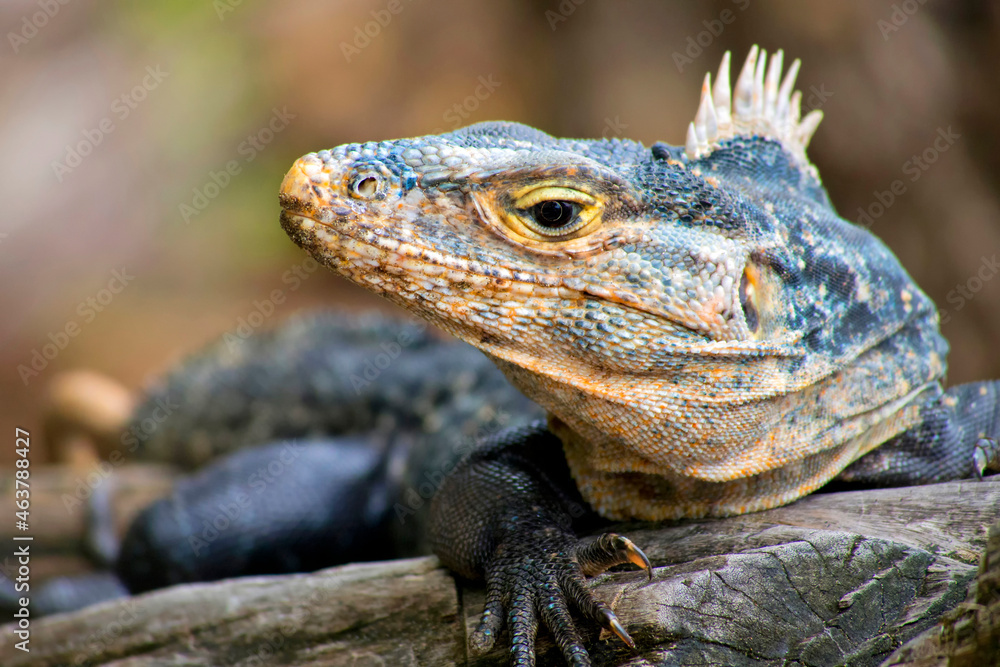 Fototapeta premium Black Iguana, Black spiny-tailed Iguana, Black Ctenosaur, Ctenosaura similis, Marino Ballena National Park, Pacific Ocean, Uvita de Osa, Puntarenas, Costa Rica, Central America, America