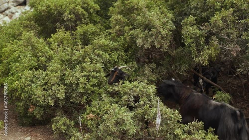 Many cute wild goats standing on hills of rocky island in Marmaris, Turkey. Animals looking and waiting for food snacks and food from tourists comming to island by ships during excursion tours photo