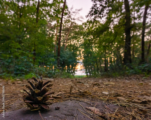 forest in autumn