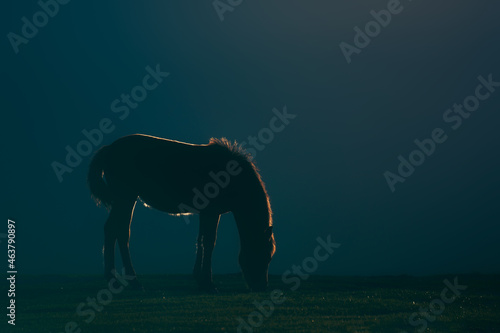 horse with horsehair illuminated at sunset with backlight against dark background