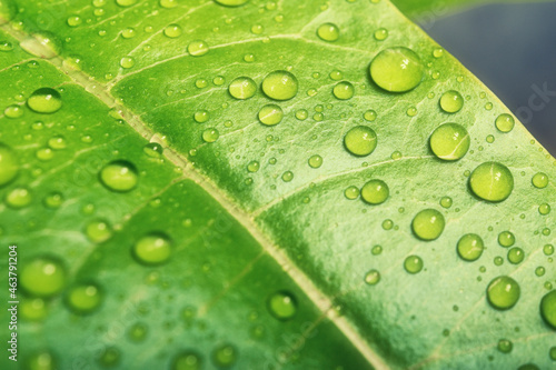 Green leaves background.Green leaf with drops of water