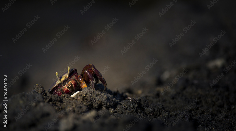 Small Crab on the Beach