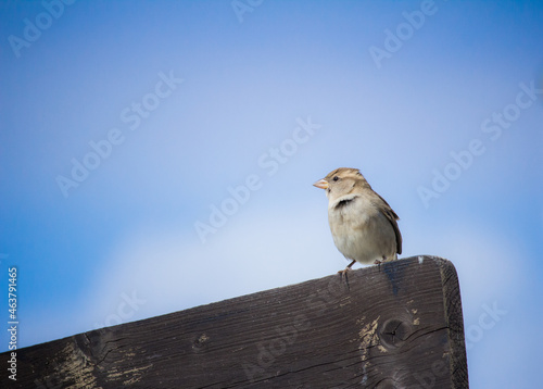 bird on a fence