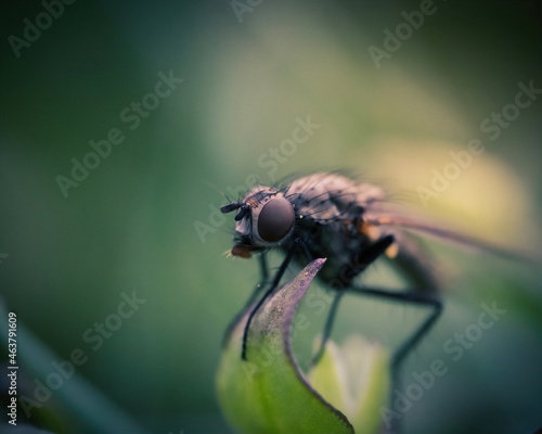 close up of a fly © Kay Maik Fotografie