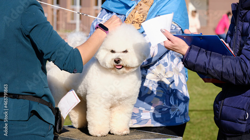 The Bichon Frise is examined by specialists during the show according to the breed standard photo