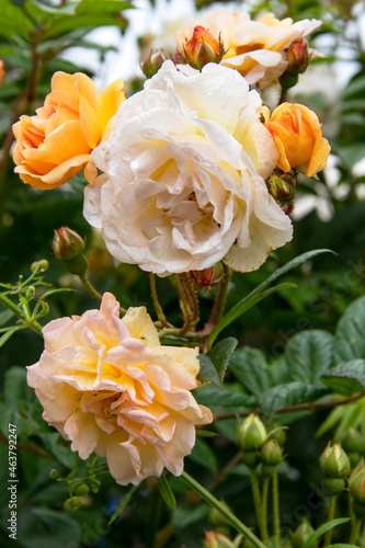 Roses blanche et jaune en gros plan 