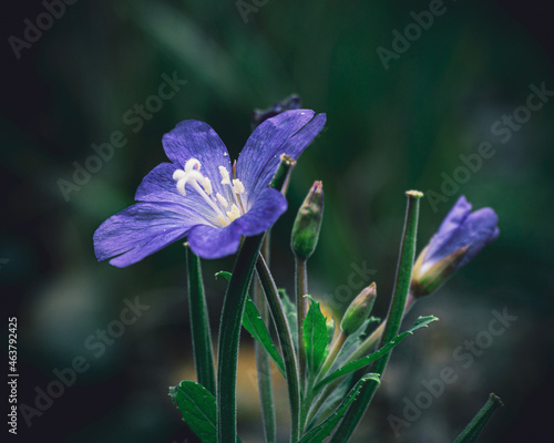 blue iris flower