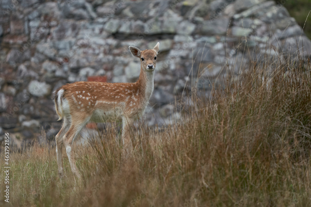 Fallow Deer fawn (Dama dama) during the annual rut in Bradgate Park, Leicestershire, England. Fallow Deer fawn (Dama dama) during the annual rut in Bradgate Park, Leicestershire, England.