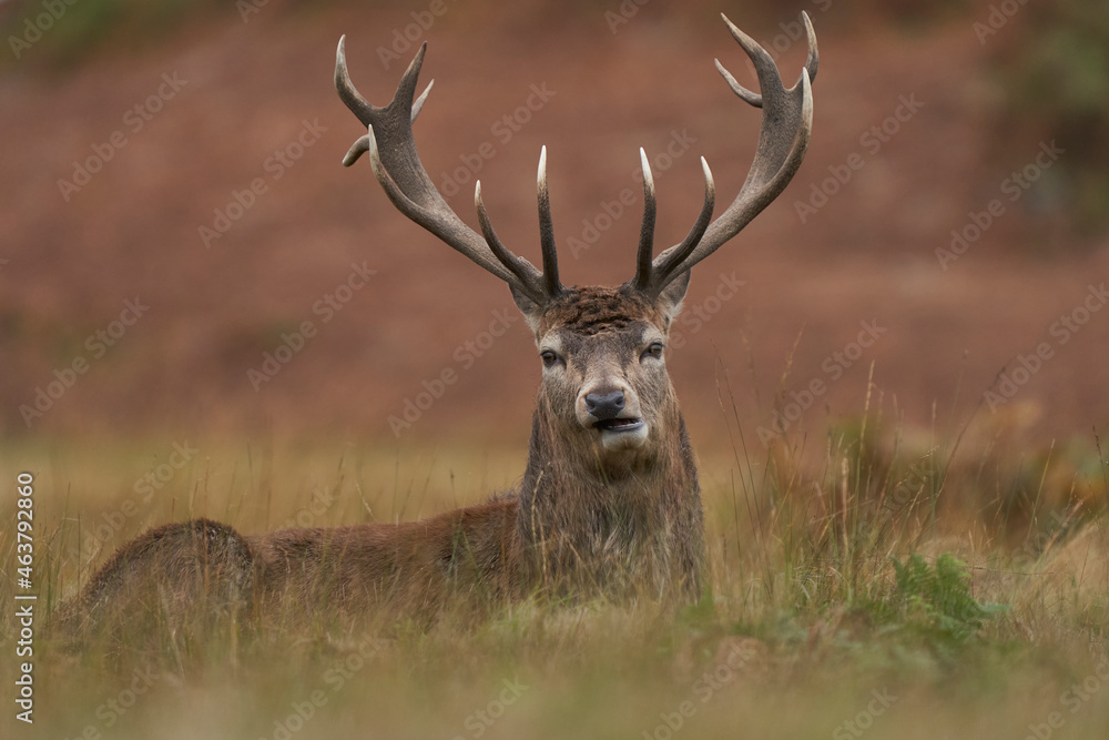 Naklejka premium Red Deer stag (Cervus elaphus) on the periphery of a breeding group waiting for the time when it will be able to challenge a dominant stag for mating rights during the annual rut in Leicestershire.