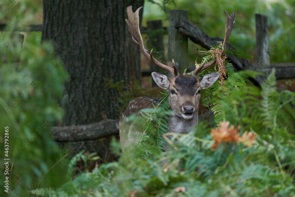 Fototapeta premium Fallow Deer stag (Dama dama) during the annual rut in Bradgate Park, Leicestershire, England. 