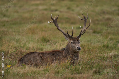 Red Deer stag  Cervus elaphus  on the periphery of a breeding group waiting for the time when it will be able to challenge a dominant stag for mating rights during the annual rut in Leicestershire.