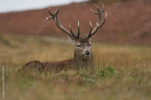 Red Deer stag  Cervus elaphus  on the periphery of a breeding group waiting for the time when it will be able to challenge a dominant stag for mating rights during the annual rut in Leicestershire.