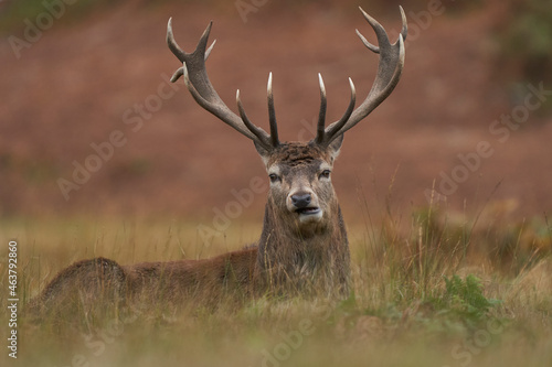 Fototapeta Naklejka Na Ścianę i Meble -  Red Deer stag (Cervus elaphus) on the periphery of a breeding group waiting for the time when it will be able to challenge a dominant stag for mating rights during the annual rut in Leicestershire.