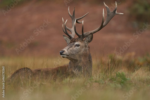 Red Deer stag (Cervus elaphus) on the periphery of a breeding group waiting for the time when it will be able to challenge a dominant stag for mating rights during the annual rut in Leicestershire.
