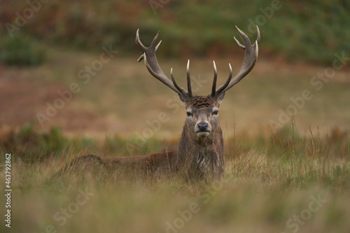 Red Deer stag  Cervus elaphus  on the periphery of a breeding group waiting for the time when it will be able to challenge a dominant stag for mating rights during the annual rut in Leicestershire.