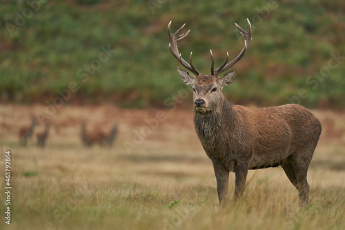 Red Deer stag  Cervus elaphus  on the periphery of a breeding group waiting for the time when it will be able to challenge a dominant stag for mating rights during the annual rut in Leicestershire.