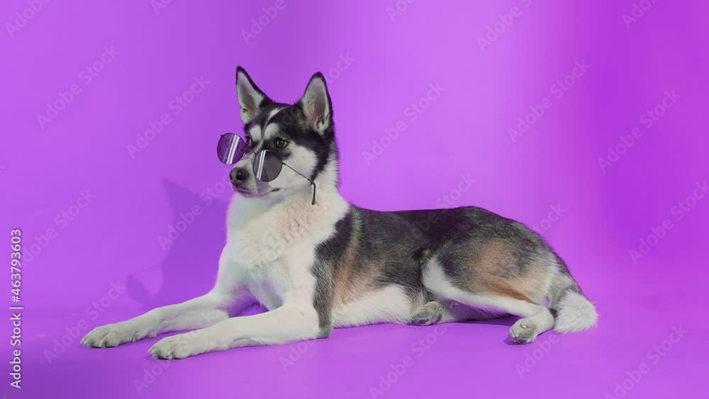 A young husky poses with sunglasses in the studio on a purple background A young husky poses with sunglasses in the studio on a purple background