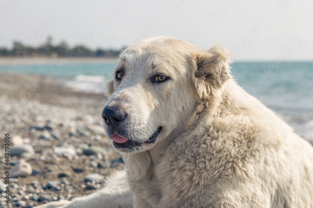 portrait of a white dog, Caucasian shepherd portrait of a white dog, Caucasian shepherd
