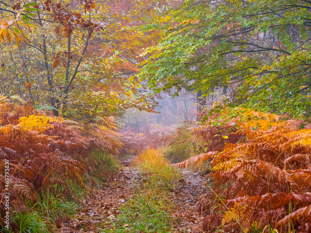 POV: Wide path leading through beautifully colourful misty forest in autumn POV: Wide path leading through beautifully colourful misty forest in autumn