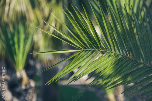 palm close-up  nature view