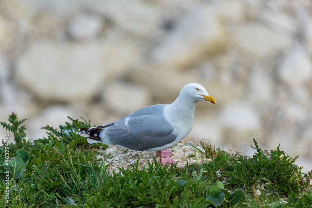 herring gull, Larus argentatus on rocks herring gull, Larus argentatus on rocks