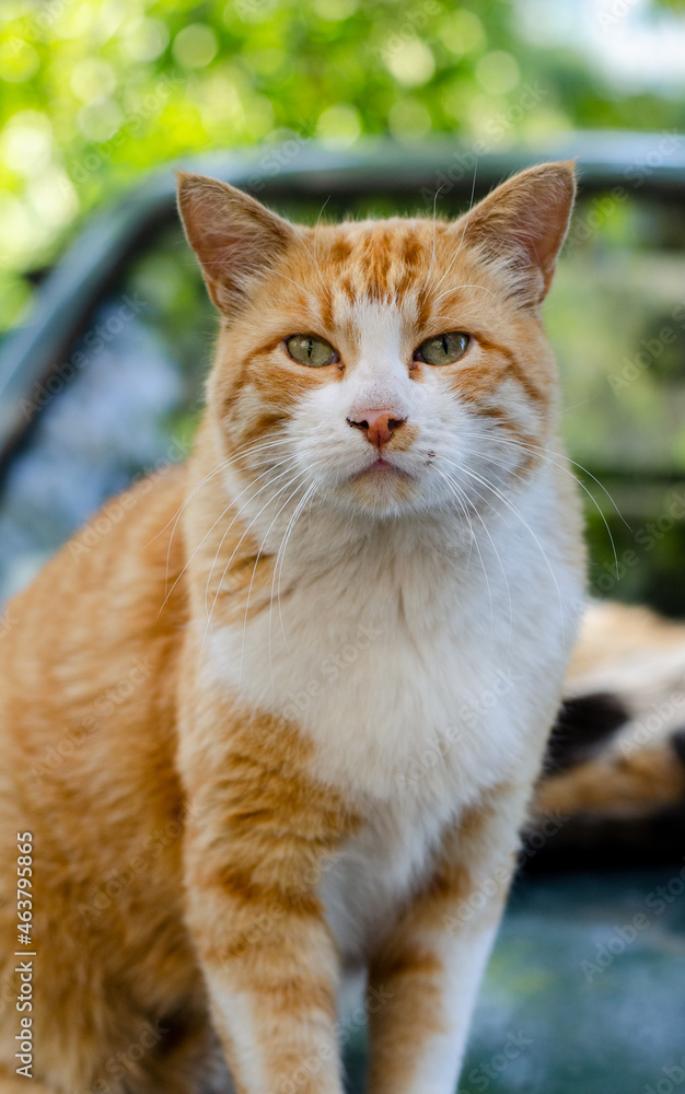 The red-haired street cat is walking. Yard abandoned pet. Stray cat. Ginger cat.